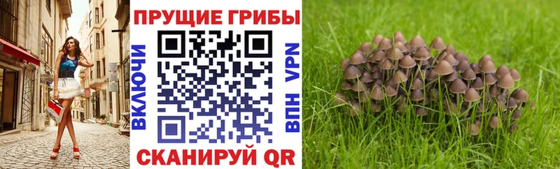 Галлюциногенные грибы Psilocybe  MEGA ТОР  Хотьково  где купить  